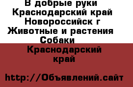 В добрые руки - Краснодарский край, Новороссийск г. Животные и растения » Собаки   . Краснодарский край